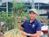 DỊCH VỤ CHĂM SÓC CÂY