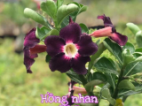 Nguồn gốc ý nghĩa cây hoa sứ, những lưu ý khi trồng và chăm sóc