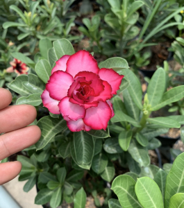 HOA SỨ 085