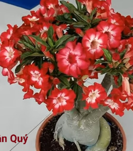HOA SỨ 046