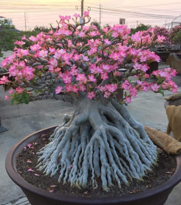 HOA SỨ 066