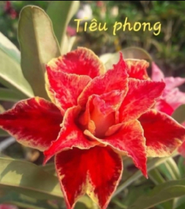 HOA SỨ 056