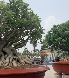 HOA SỨ 025