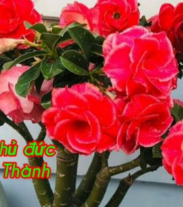 HOA SỨ 030