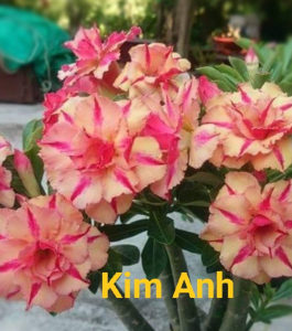 HOA SỨ 053