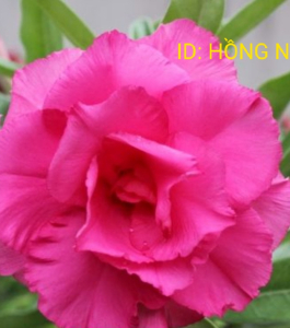 HOA SỨ 073