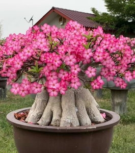 HOA SỨ 063