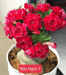 HOA SỨ 035