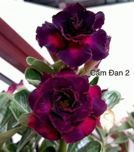 HOA SỨ 079