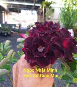HOA SỨ 042