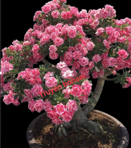 HOA SỨ 062