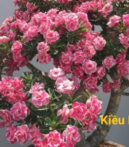 HOA SỨ 036