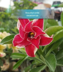HOA SỨ 075