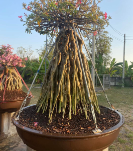 HOA SỨ 058