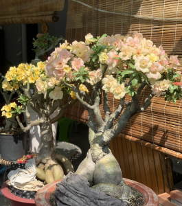 HOA SỨ 017