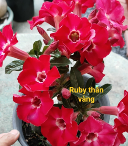 HOA SỨ 033