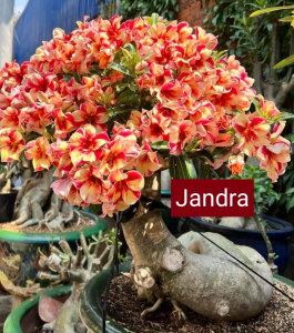HOA SỨ 027