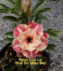 HOA SỨ 039