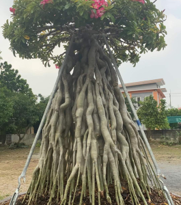HOA SỨ 059