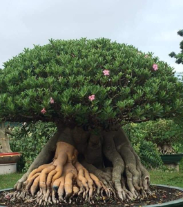 HOA SỨ 067