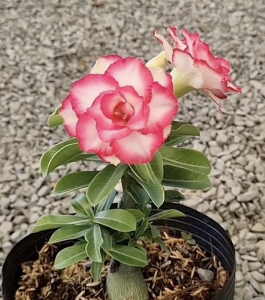 HOA SỨ 006