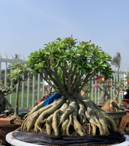HOA SỨ 019