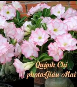 HOA SỨ 040