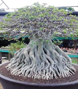 HOA SỨ 069