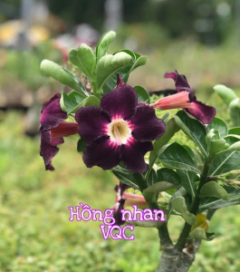 HOA SỨ 071