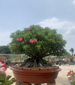 HOA SỨ 023