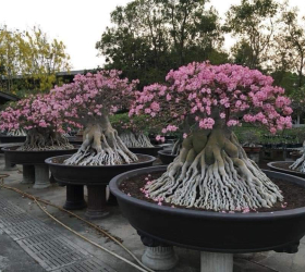 HOA SỨ 068
