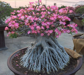 HOA SỨ 066