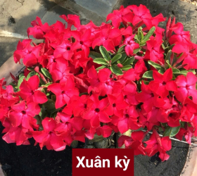 HOA SỨ 045