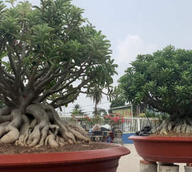 HOA SỨ 025