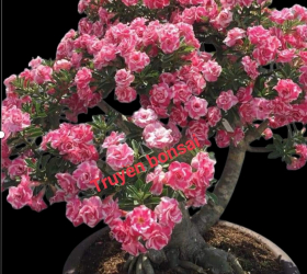 HOA SỨ 062