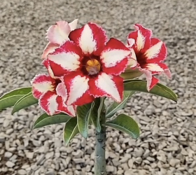 HOA SỨ 004