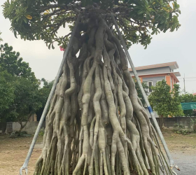 HOA SỨ 059