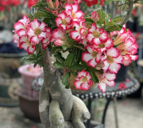 HOA SỨ 022