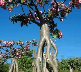 HOA SỨ 064