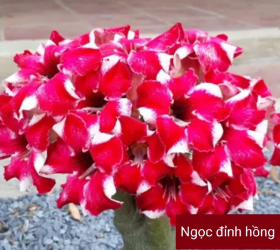 HOA SỨ 031