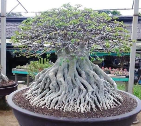 HOA SỨ 069