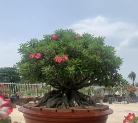 HOA SỨ 023