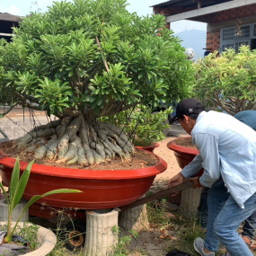  CÂY SỨ THỦ ĐỨC