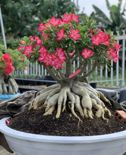 HOA SỨ 015