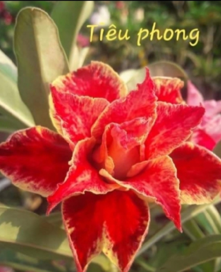 HOA SỨ 056