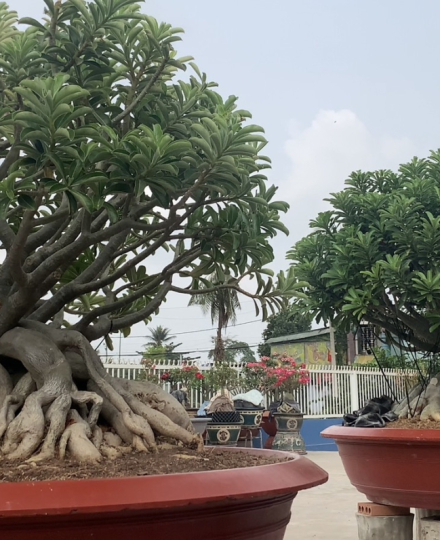 HOA SỨ 025