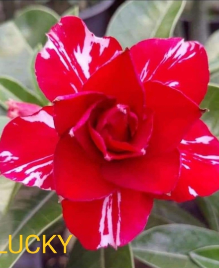 HOA SỨ 032