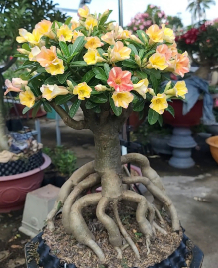 Những tác phẩm và giống mới hiện tại vườn truyền bonsai