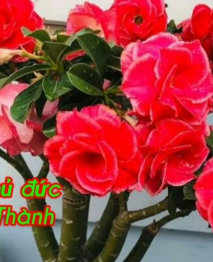 HOA SỨ 030