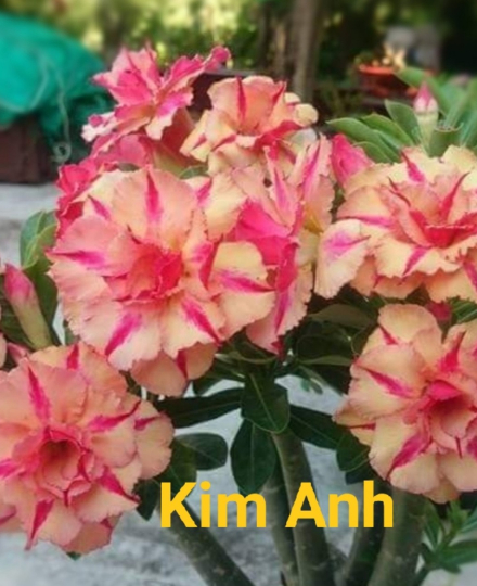 HOA SỨ 053